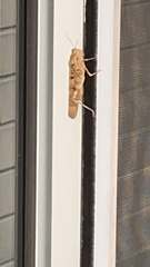 Dissosteira carolina