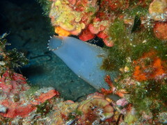 Ascidia mentula