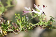 Fumaria bicolor