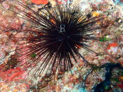 Centrostephanus longispinus
