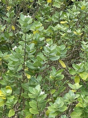 Calotropis gigantea