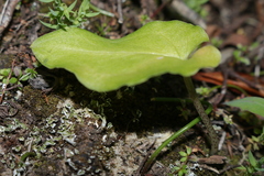 Arisarum vulgare