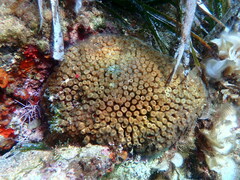 Cladocora caespitosa