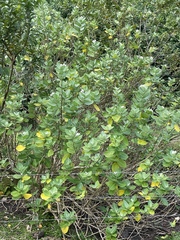 Calotropis gigantea