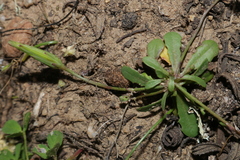 Hypochaeris glabra
