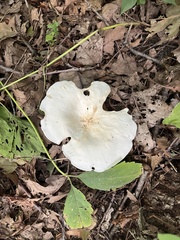 Lactifluus piperatus