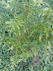 Libocedrus plumosa