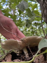 Lactifluus piperatus
