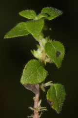 Parietaria lusitanica