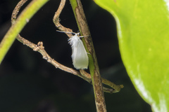 Tipanaea patulella