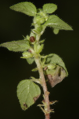 Parietaria lusitanica
