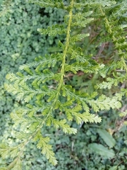 Libocedrus plumosa