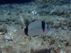 Diplodus vulgaris