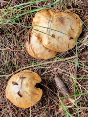 Suillus