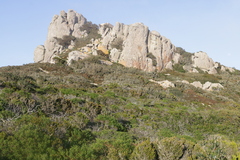 Cistus monspeliensis