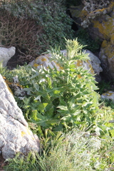 Cirsium scabrum