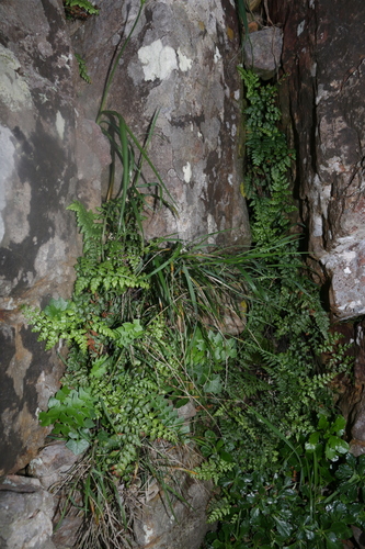 Asplenium balearicum image