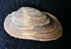 Barbatia domingensis