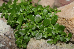 Polycarpon polycarpoides polycarpoides