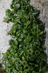 Polycarpon polycarpoides polycarpoides