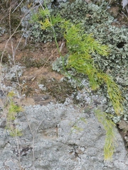 Asparagus declinatus