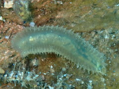 Flabelligera diplochaitus