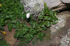 Umbilicus horizontalis