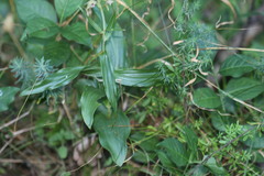 Epipactis
