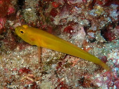 Gobius auratus