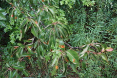 Gymnosporangium sabinae