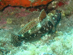 Gobius cruentatus