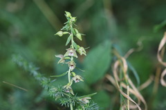 Epipactis
