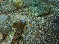 Gobius incognitus