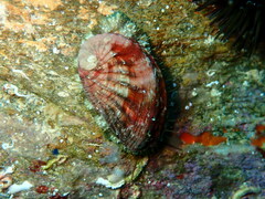 Haliotis tuberculata