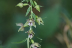 Epipactis
