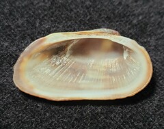 Barbatia domingensis