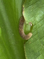 Euplexia benesimilis