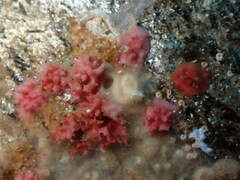 Miniacina miniacea