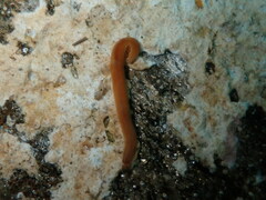 Nipponnemertes pulcher
