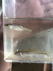 Cyprinella spiloptera