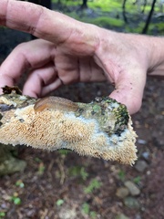 Radulomyces copelandii