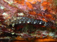 Tripterygion delaisi