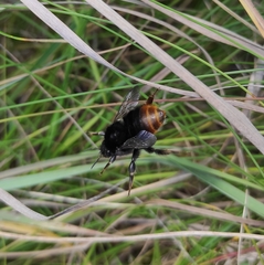 Bombus ruderarius