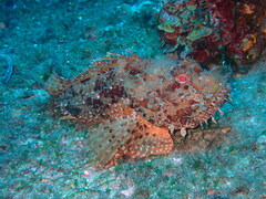 Scorpaena scrofa