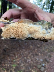 Radulomyces copelandii
