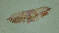 Bombycoidea
