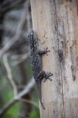 Tarentola americana