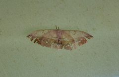 Bombycoidea