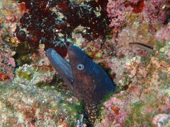 Muraena helena