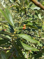 Euura californica